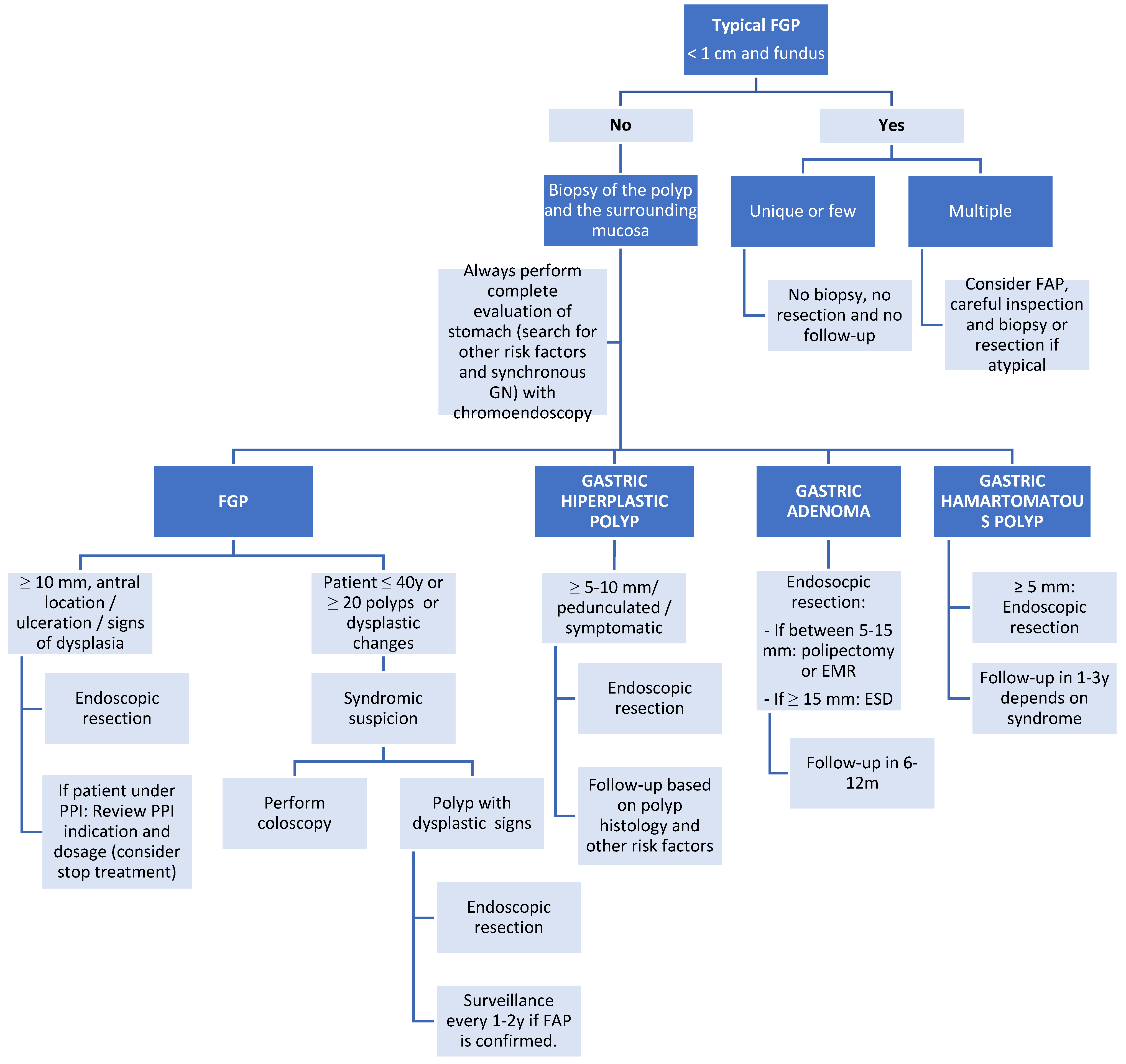 국제 학술지 Cancers 2024년 위 상피성 용종 리뷰 Figure 7 — 위저선용종·과형성용종·선종·과오종성 용종별 조직검사·절제·추적 관리 흐름도